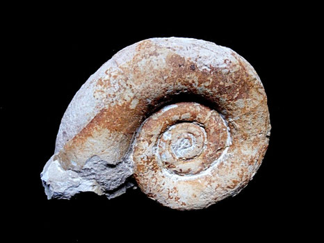 Protetragonites quadrisulcatum