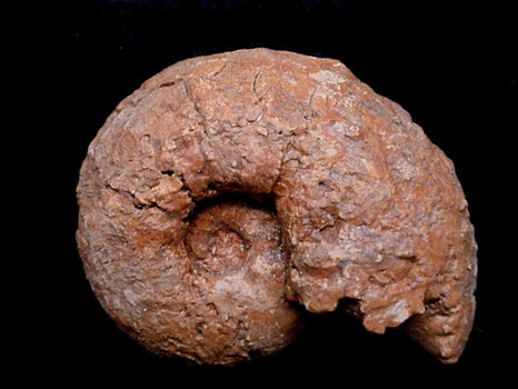 Physodoceras schilleri