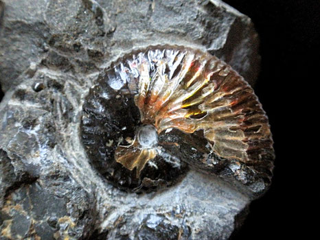 Hoploscaphites sp