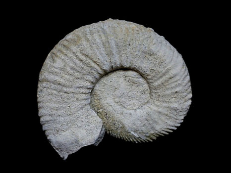 Lyticoceras cryptoceras