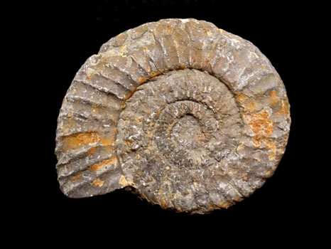 Perisphinctes (Dichotomoceras) bifurcatus