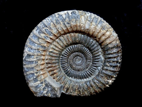 Dactylioceras commune