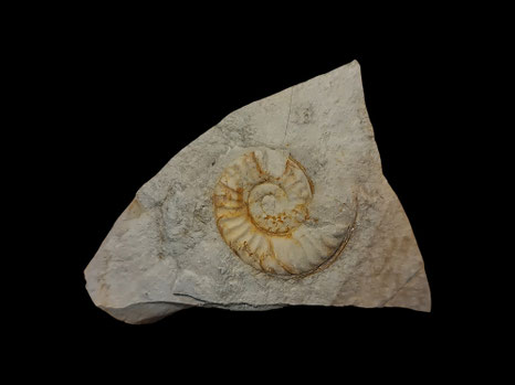 Arieticeras algovianum