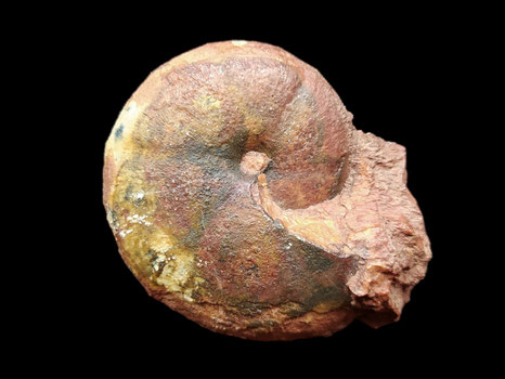 Calliphylloceras benacense