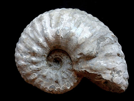 Liparoceras cheltiense