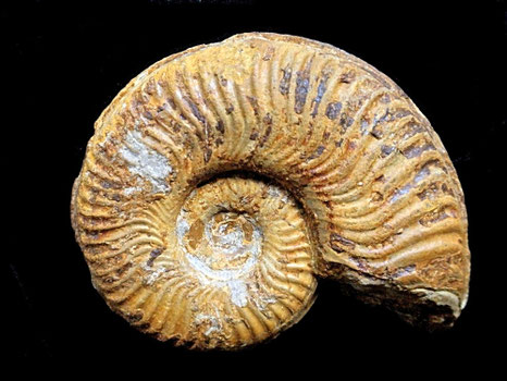 Pseudogrammoceras bingmanni
