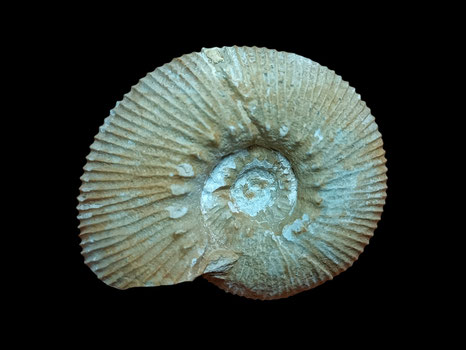 Olcostephanus asterianus