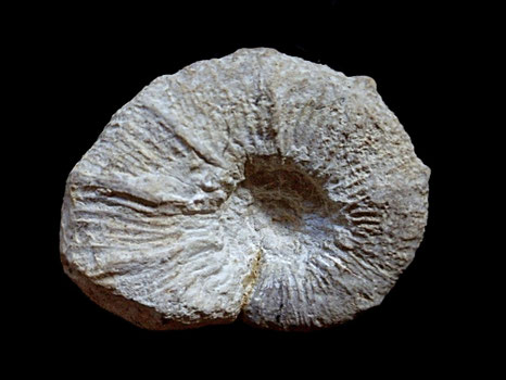 Holcodiscus caillaudianus