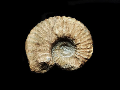 Camereiceras limentinus
