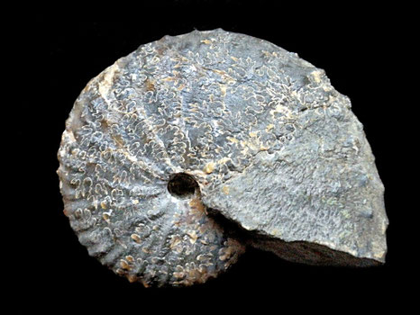 Jeletzkytes nebrascensis