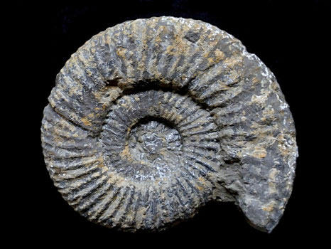 Perisphinctes chloroolithucus