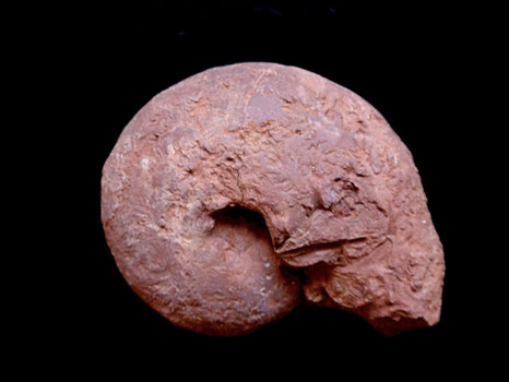 Physodoceras altenense