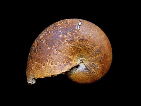 Phylloceras (Hypophylloceras) tethys