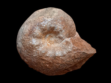 Ataxioceras (Schneidia) cf. elmii