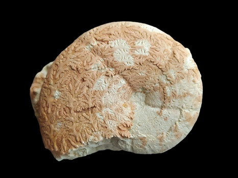Calliphylloceras manfredi