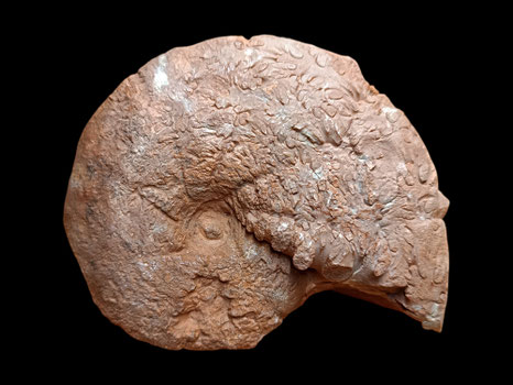 Holcophylloceras mediterraneum