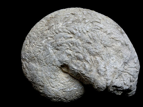Phylloceras saxonicum