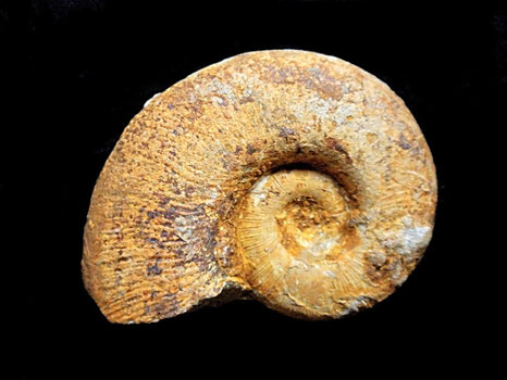 Lytoceras cornucopia