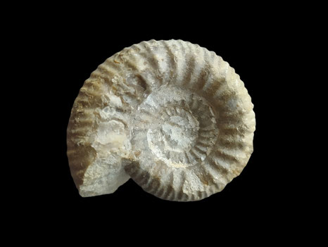Teloceras sp
