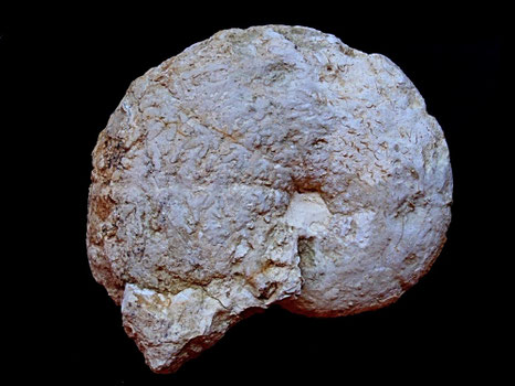 Holcophylloceraas silesiacum