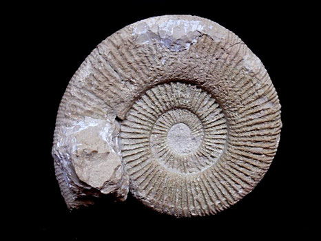 Oloriziceras salarensis