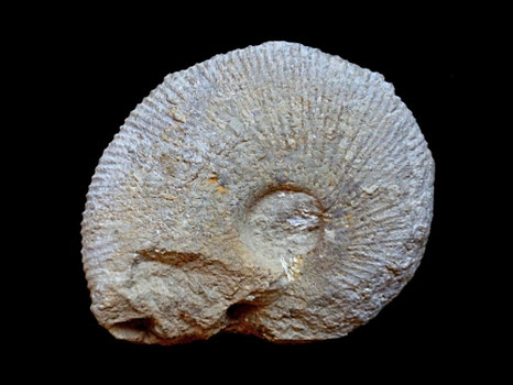 Macrocephalites compressus