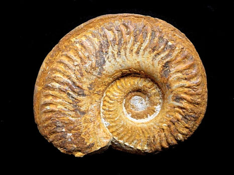 Pseudogrammoceras bingmanni