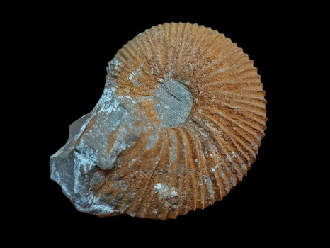 Dolikephalites gracilis