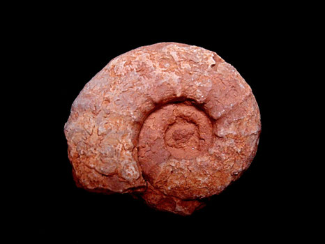 Clambites schwabi