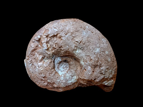 Orthosphinctes (Ardescia) sp