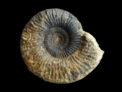 Procerites laeviplex