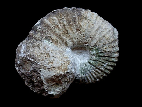 Mantelliceras picteti
