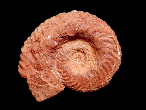 Gregoryceras riazi