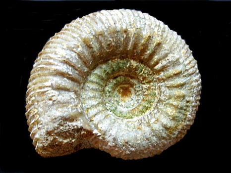 Stemmatoceras hoffmanni