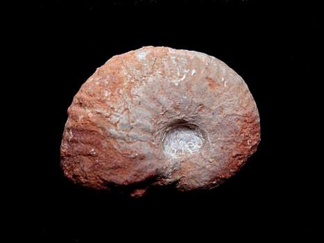 Taramelliceras compsum
