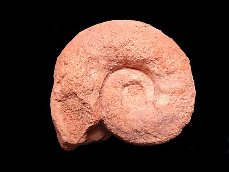 Aspidoceras sesquinodosum