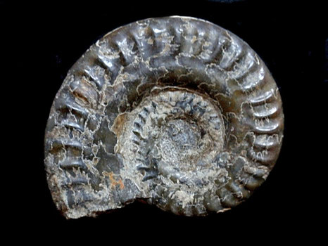 Hildoceras lusitanicum