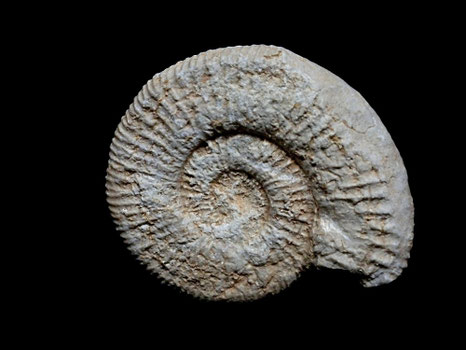Oloriziceras ellipticum