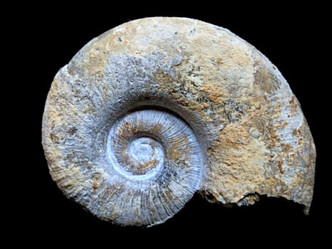 Lytoceras cornucopia
