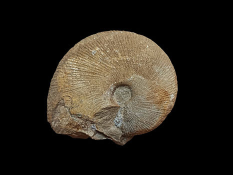 Macrocephalites (Macrocephalites) gracilis