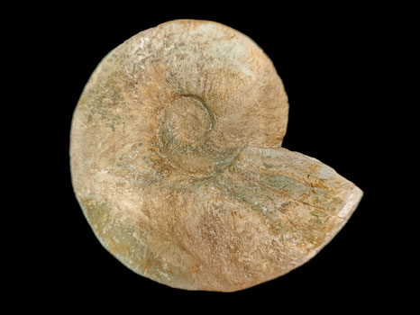 Lyticoceras cryptoceras