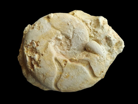 Sowerbyceras tortisulcatum