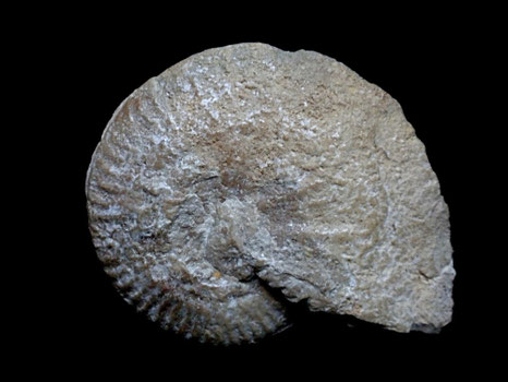 Ochetoceras canaliculatum