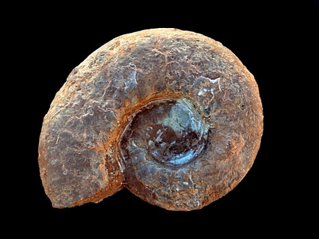 Aspidoceras acanthicum