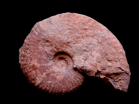 Taramelliceras compsum