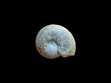 Desmoceras latidorsatum