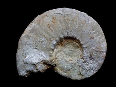 Dalmasiceras dalmasi