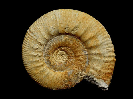 Hamulisphinctes hamulatus