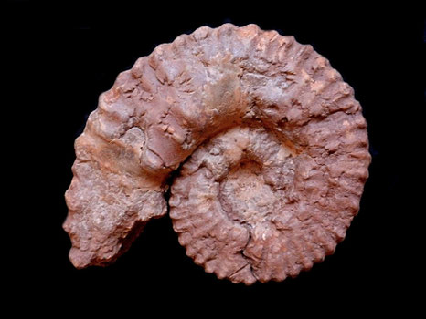 Gregoryceras fouquei