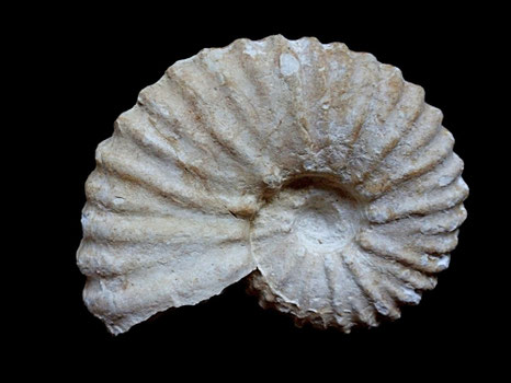Mantelliceras mantelli